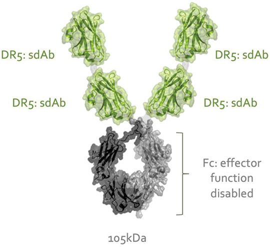 [MISSING IMAGE: img_agonisticantibody-4clr.jpg]