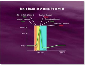 bhv-7000actionpotentiala.jpg