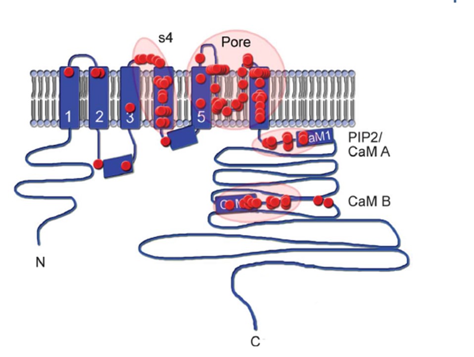 bhv-7000q2variantdomainsa.jpg