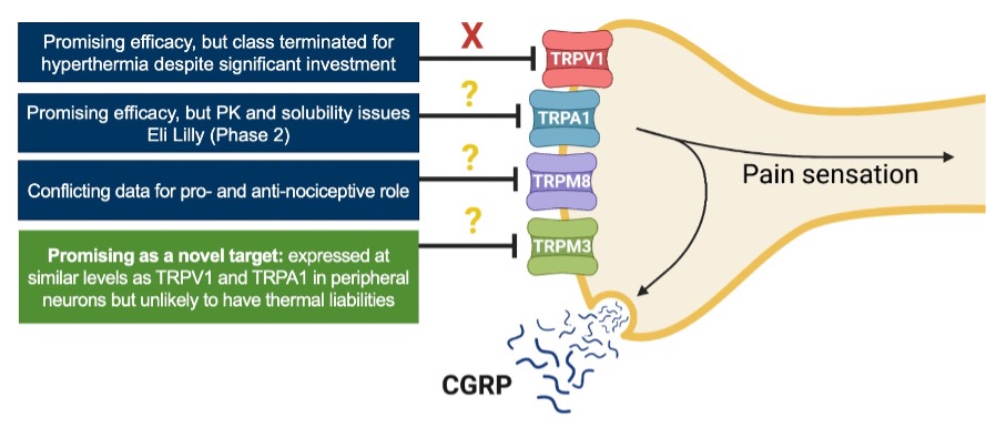 trpm31a.jpg