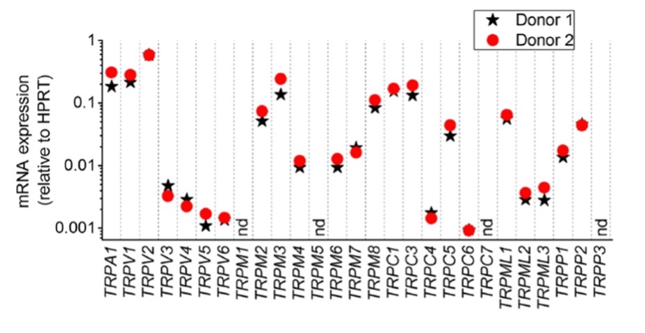 trpm32a.jpg