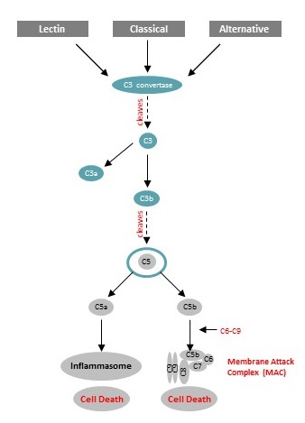 complementsystema03.jpg