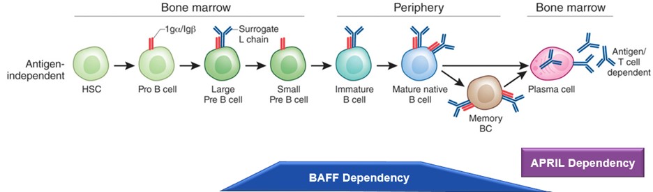 B Cell Maturation.jpg