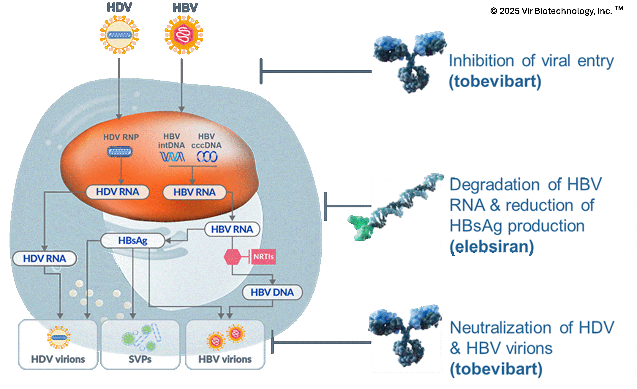 Mechanism of tobevibart and elebsiran.gif