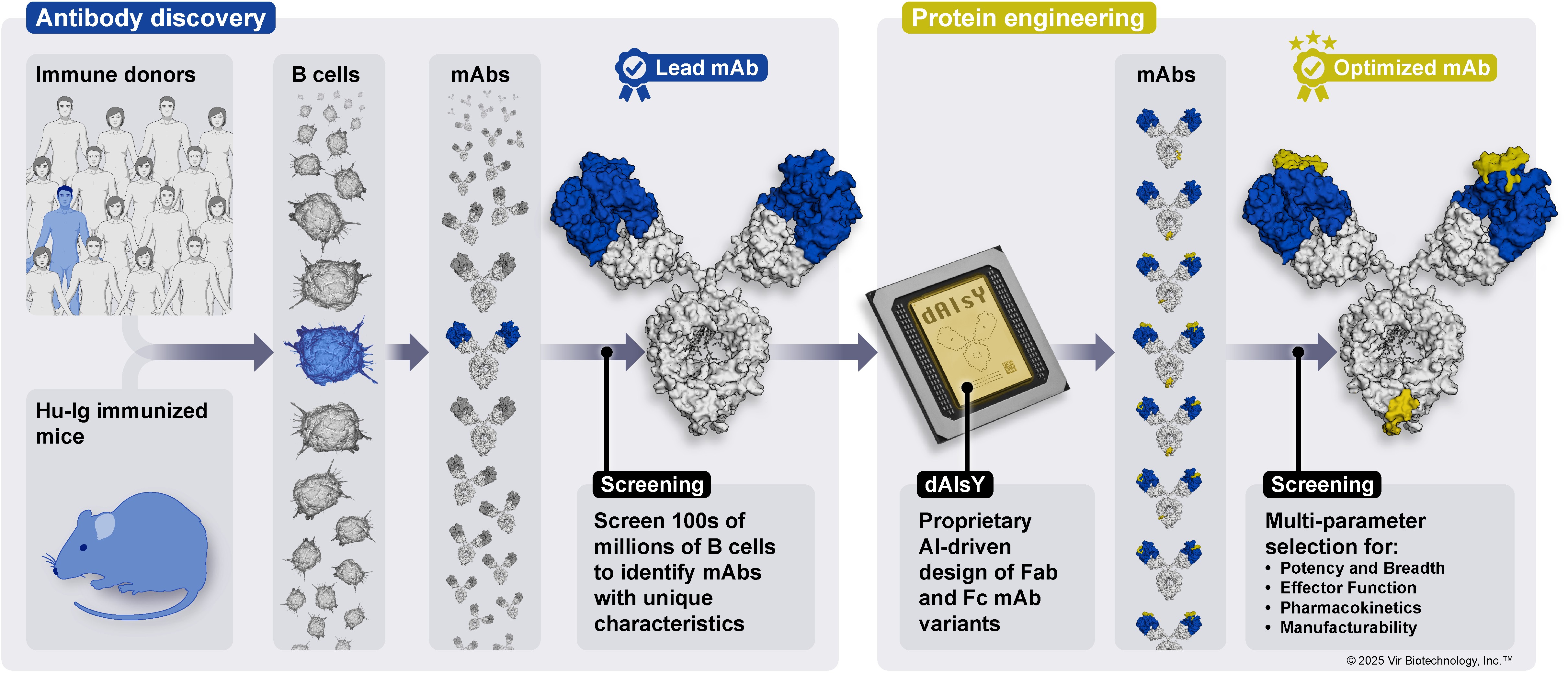 mAb discovery workflow.jpg