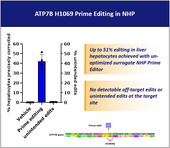 ATP78 H1069 Prime Editing in NHP.jpg