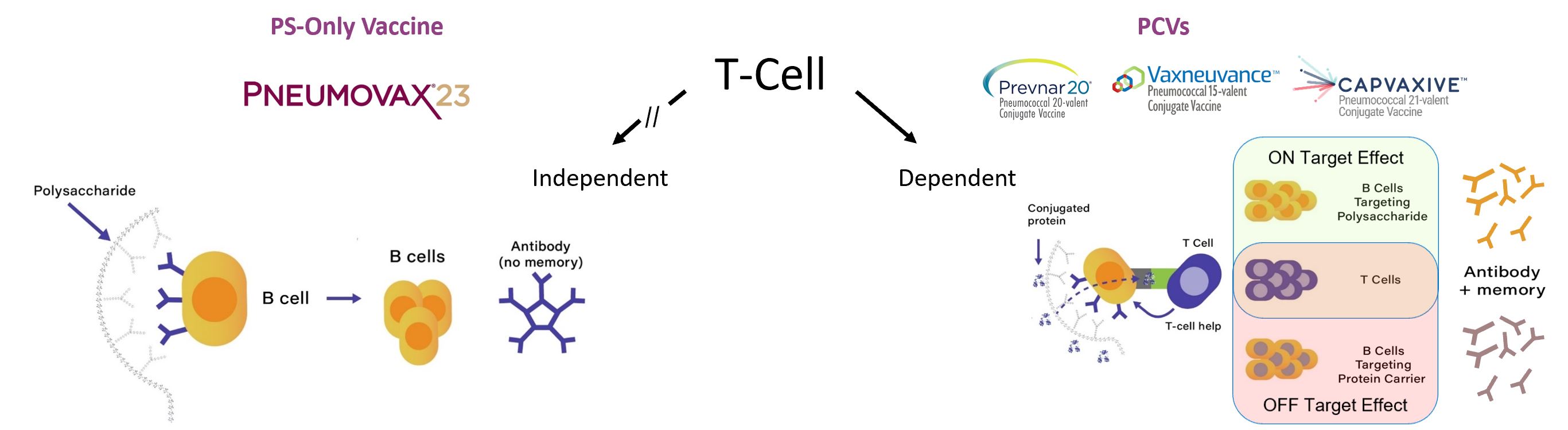 Fig 2..jpg