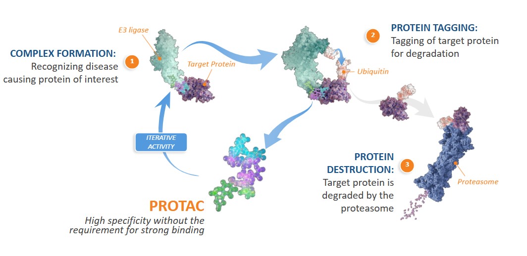 PROTAC cycle - 2.10.25 New.jpg