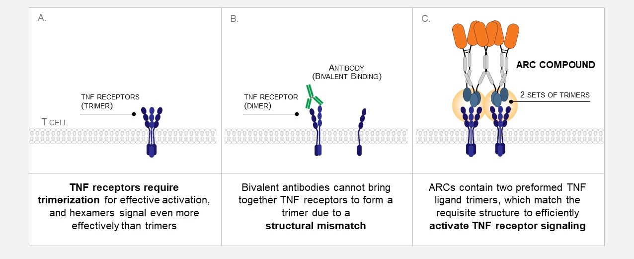 Figure 2 - Antibody Therapies.jpg