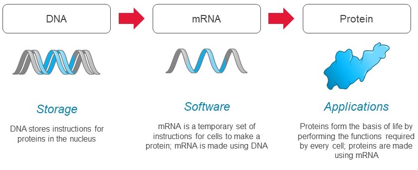 mrna-20211231_g2.jpg