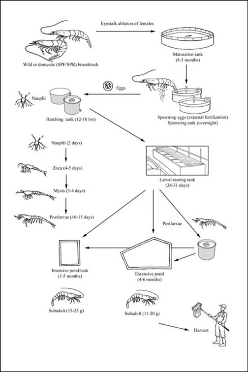 A diagram of a bug

Description automatically generated