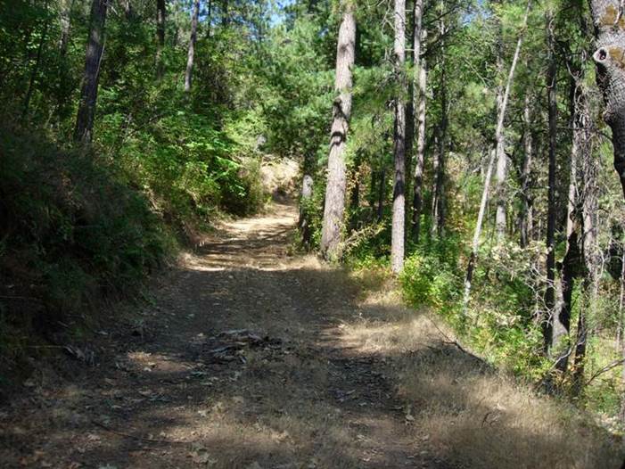 A dirt road through a forest

Description automatically generated