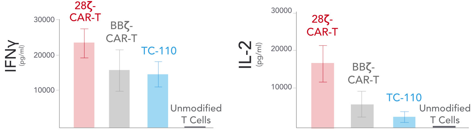 tc110cytokinesa01.jpg