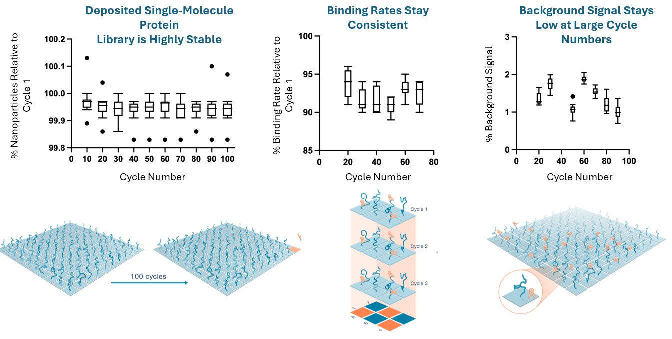 Protein Library Remains Bound to Flow Cell During Repetitive Probe Binding and Wash Cycles.jpg