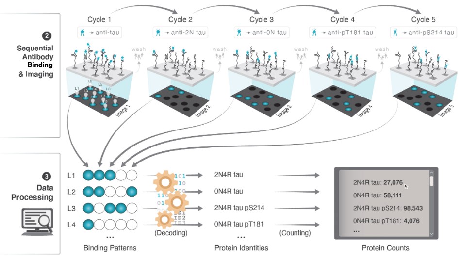 Workflow for detection.jpg