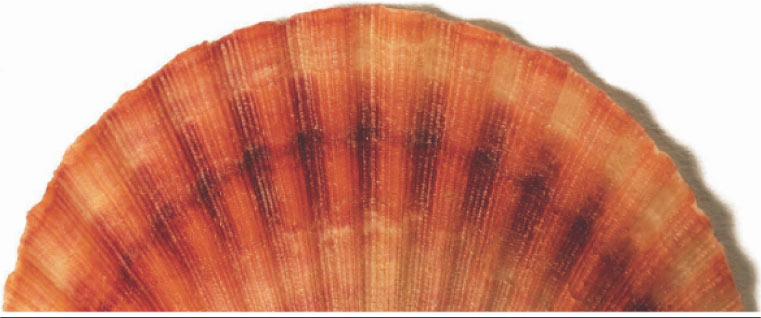 (SHELL)