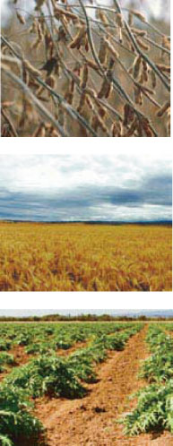 (PICTURES: CROPS)