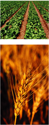 (Photos of crops)