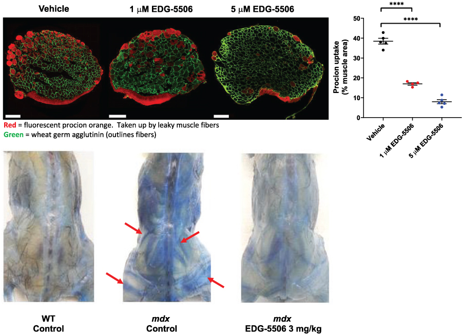 [MISSING IMAGE: tm2037601d9-tbl_muscle4c.jpg]