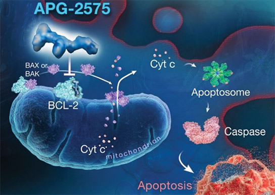 [MISSING IMAGE: ph_apoptosome-4clr.jpg]