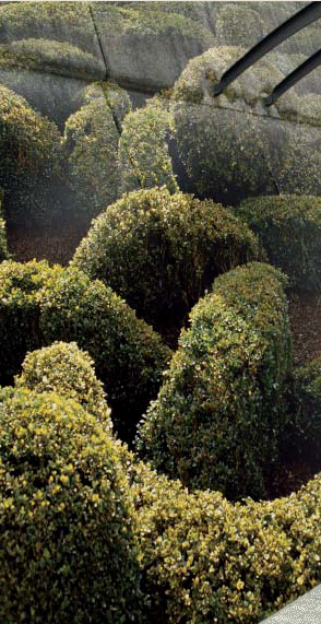 (PHOTO OF SHRUBS)