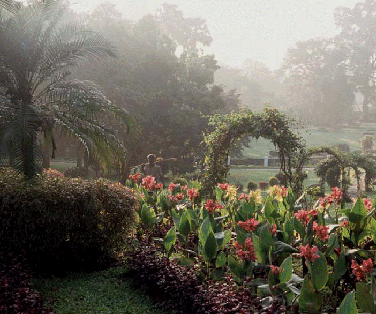 (Graphic of garden)