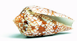 (PHOTO OF CONUS TEXTILE SHELL)