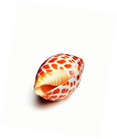 (PICTURE OF MITRA MITRA SHELL)