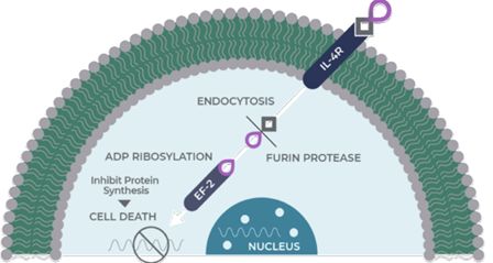 endocytosis.jpg