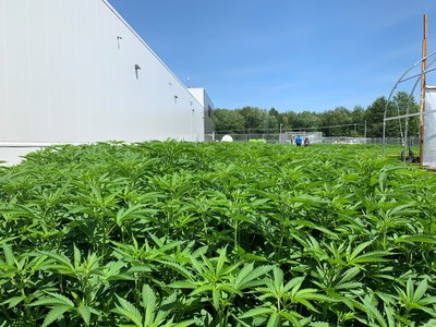 First crop of plants at Aurora Eau, in Lachute, Quebec (CNW Group|Aurora Cannabis Inc.)