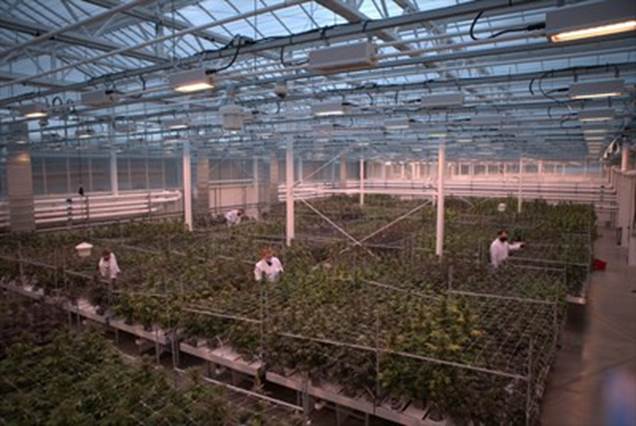 Aurora benefits greatly from having built a diversified business across domestic medical, international medical and adult-use markets. Workers tend to cannabis plants at Aurora Coast, the company???s best-in-class research, genetics and breeding facility in Comox, British Columbia. (CNW Group|Aurora Cannabis Inc.)