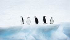 A picture containing water, outdoor, penguin, day

Description automatically generated