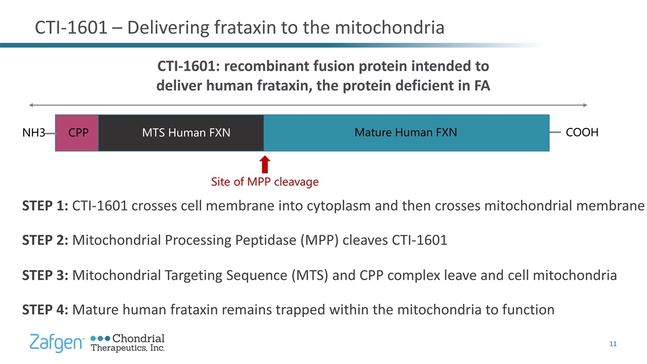 Slide 11