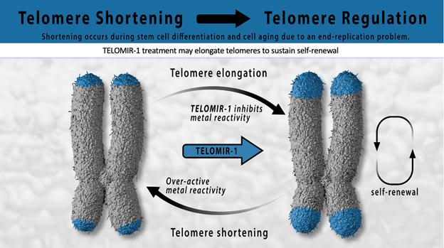 A diagram of telomere formation

Description automatically generated