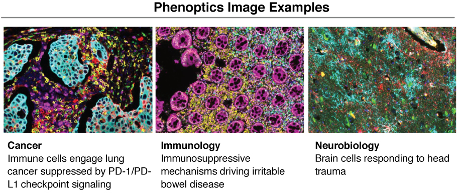 [MISSING IMAGE: tm212065d1-ph_pheno4clr.jpg]