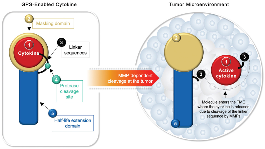 [MISSING IMAGE: tm2115750d5-fc_cytokine4c.jpg]