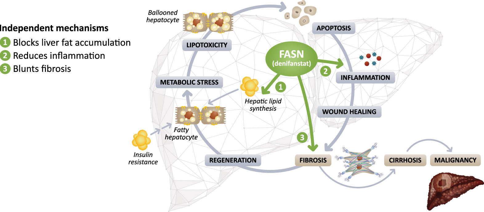 [MISSING IMAGE: fc_pathogenesis-4c.jpg]