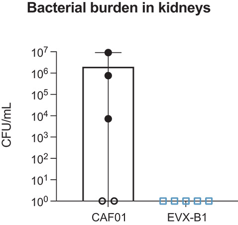 [MISSING IMAGE: lc_kidneys-4c.jpg]