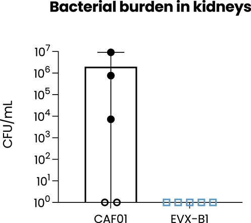 [MISSING IMAGE: bc_fig43kidneys-4c.jpg]