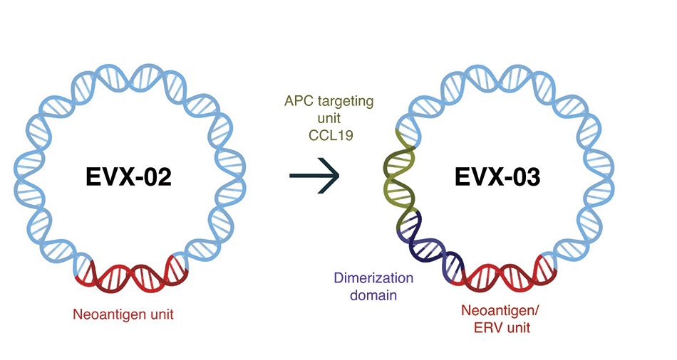 [MISSING IMAGE: ph_fig26evx2evx3-4clr.jpg]