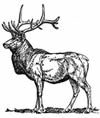 Idaho Tax-Exempt Fund Elk Logo