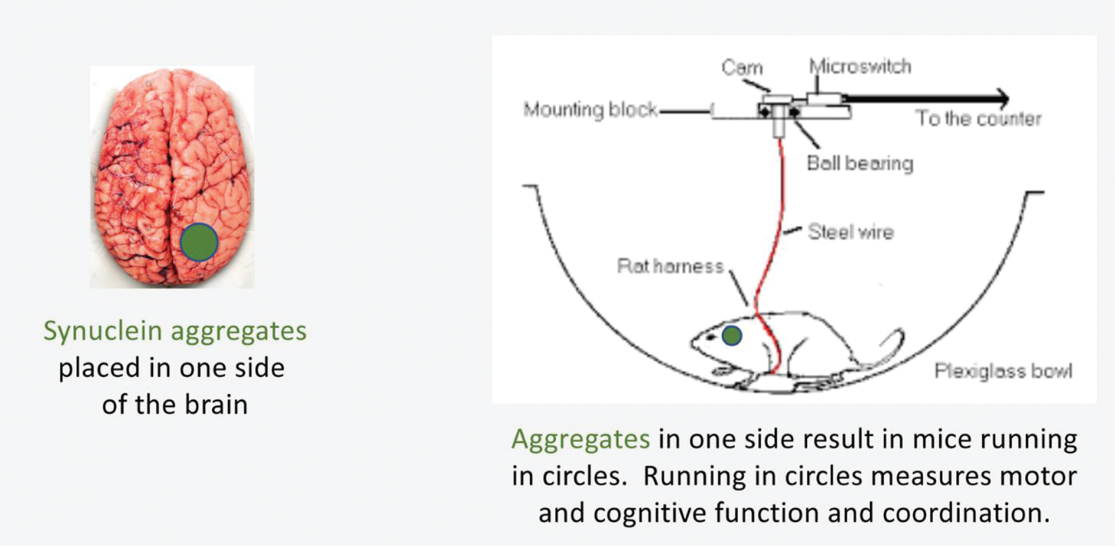 [MISSING IMAGE: tm2024520d1-ph_brain4clr.jpg]