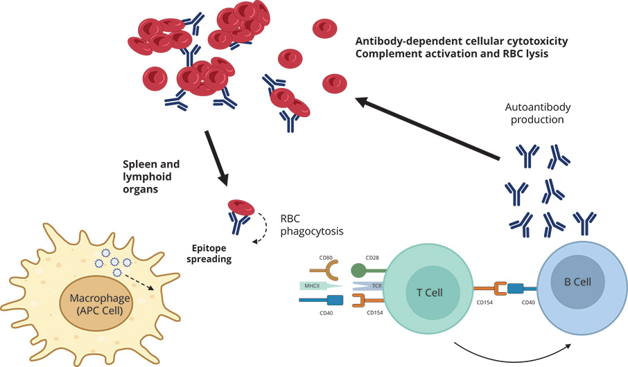 [MISSING IMAGE: org_pathogenesis-4c.jpg]