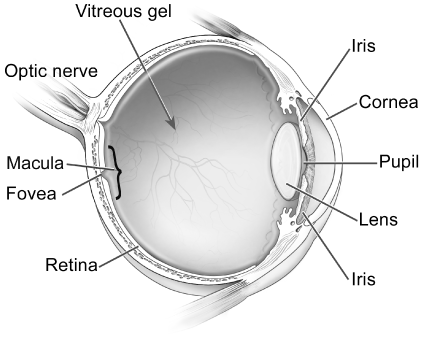 (Photo of Eyeball)