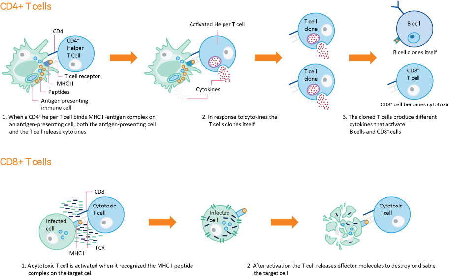 [MISSING IMAGE: tm2035121d1_fc-cd44c.jpg]