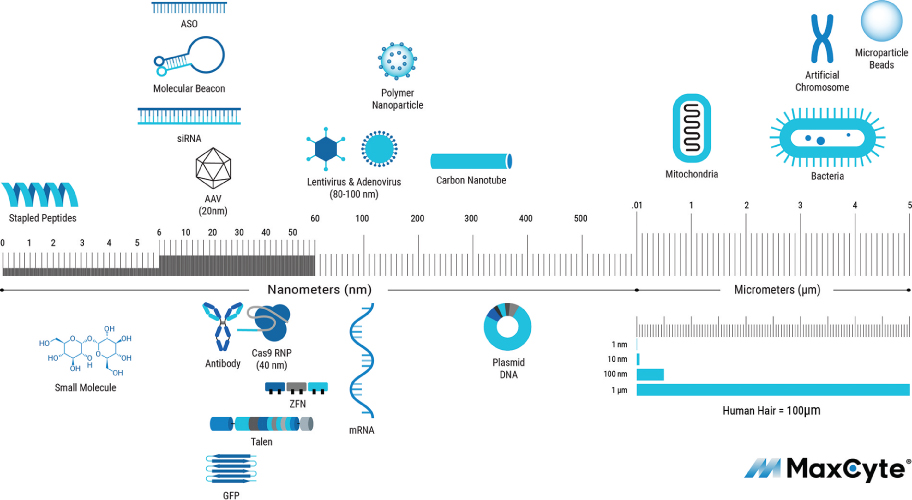 [MISSING IMAGE: tm2113965d2-pht_cellul4c.jpg]