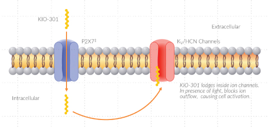 [MISSING IMAGE: tm2213136d1-ph_kio4clr.jpg]