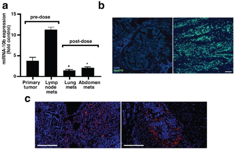 [MISSING IMAGE: tm2221755d4-ph_03fig4c.jpg]