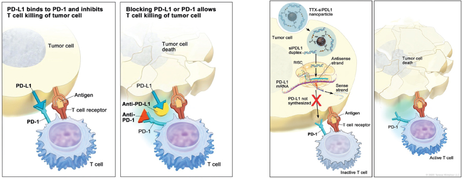 [MISSING IMAGE: tm2221755d4-ph_tcell4c.jpg]