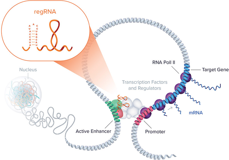 [MISSING IMAGE: ph_geneexpression-4c.jpg]